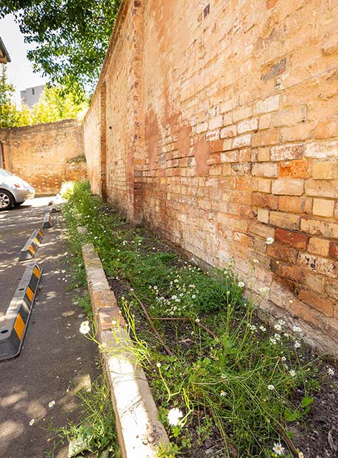 A narrow nature stripe between a carpark and brick wall, planted with native daisies, grasses and groundcovers.