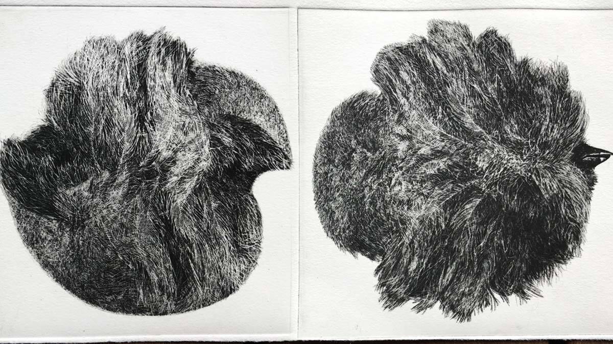 Sketch of chicken feathers