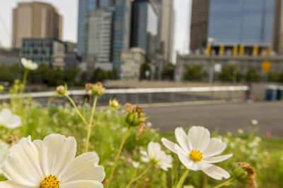 A photograph of flowers with tall buildings blurred out in the background.
