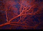 The branch of a tree at night, illuminated by a red light from below.
