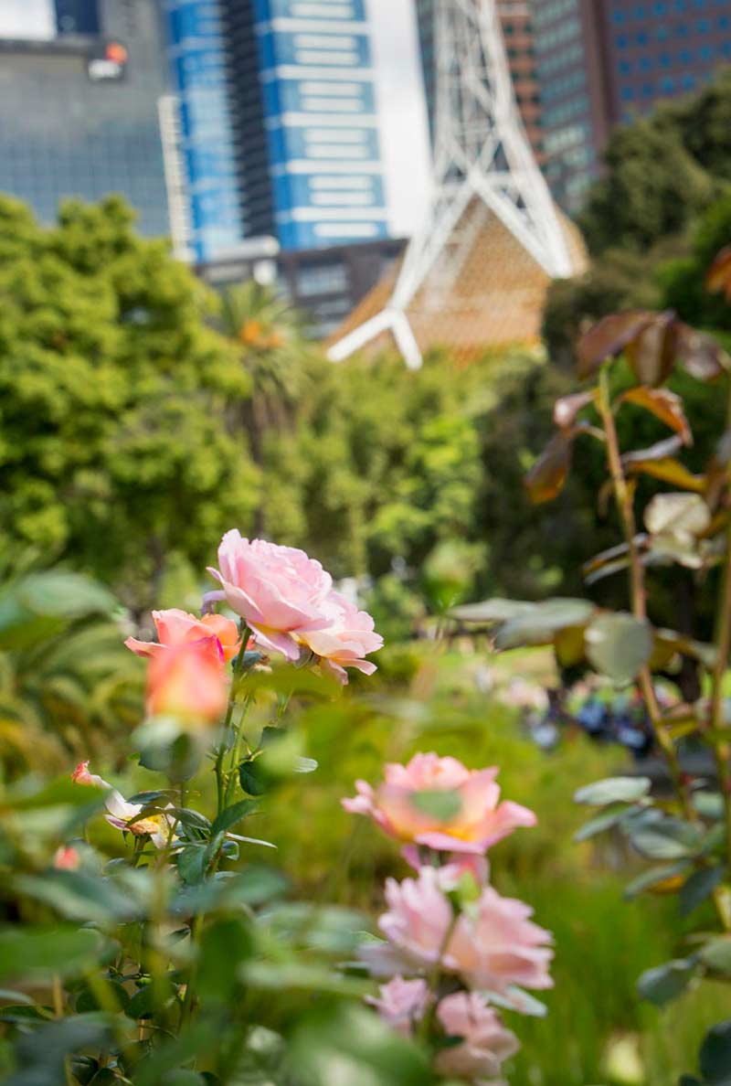 Close-up of pale pink roses, with layers of greenery and the Arts Centre building out of focus in the background.