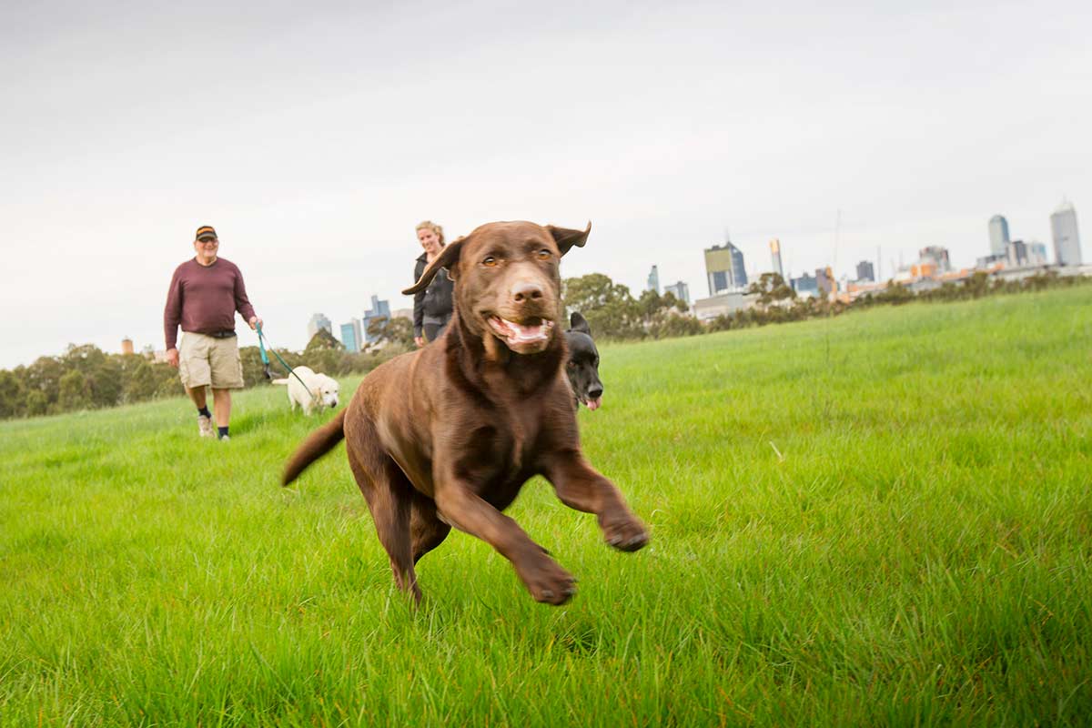 Dogs on an off-leash in an open grassland of Royal Park. Melbourne CBD buildings can be seen in the distance.