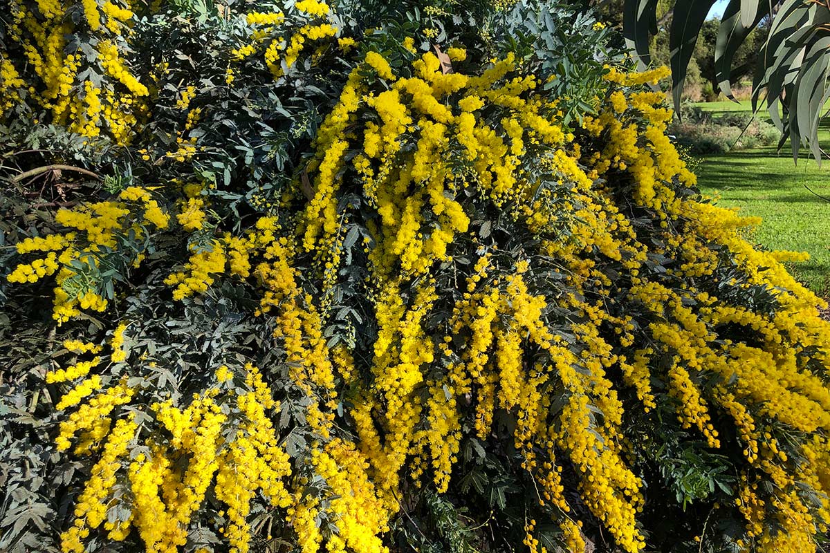 Clos-up of abundant yellow wattle flowers among silver foliage.