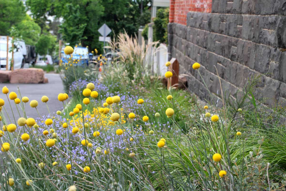 Streetscape planting along a brick wall with various grasses, small purple flowers and taller yellow flowers with distinctive rounded heads