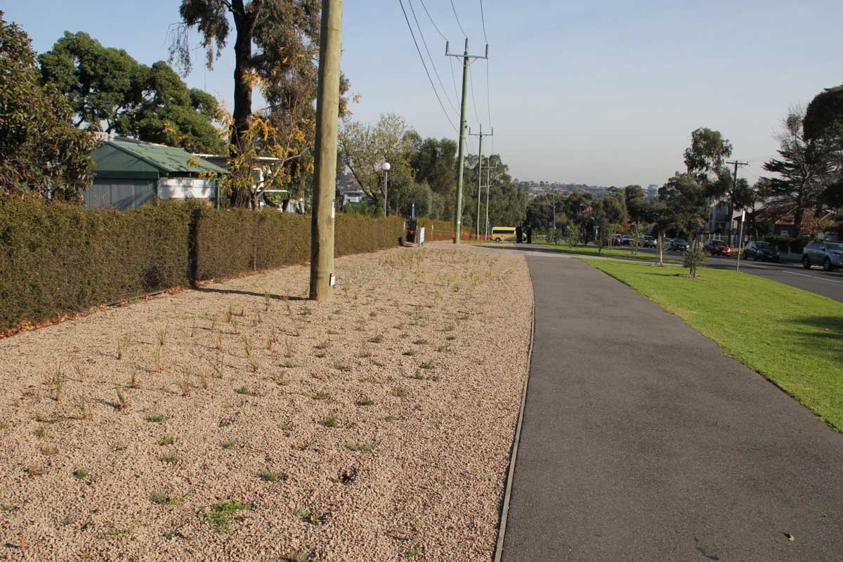 Wide garden bed planted with young plants. The garden runs underneath a powerline and next to a footpath.