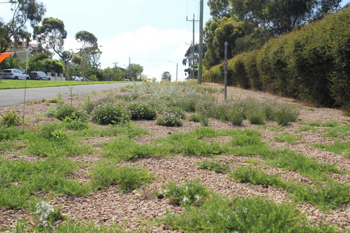 Wide nature strip alongside a road, planted with ground covers and small shurbs.