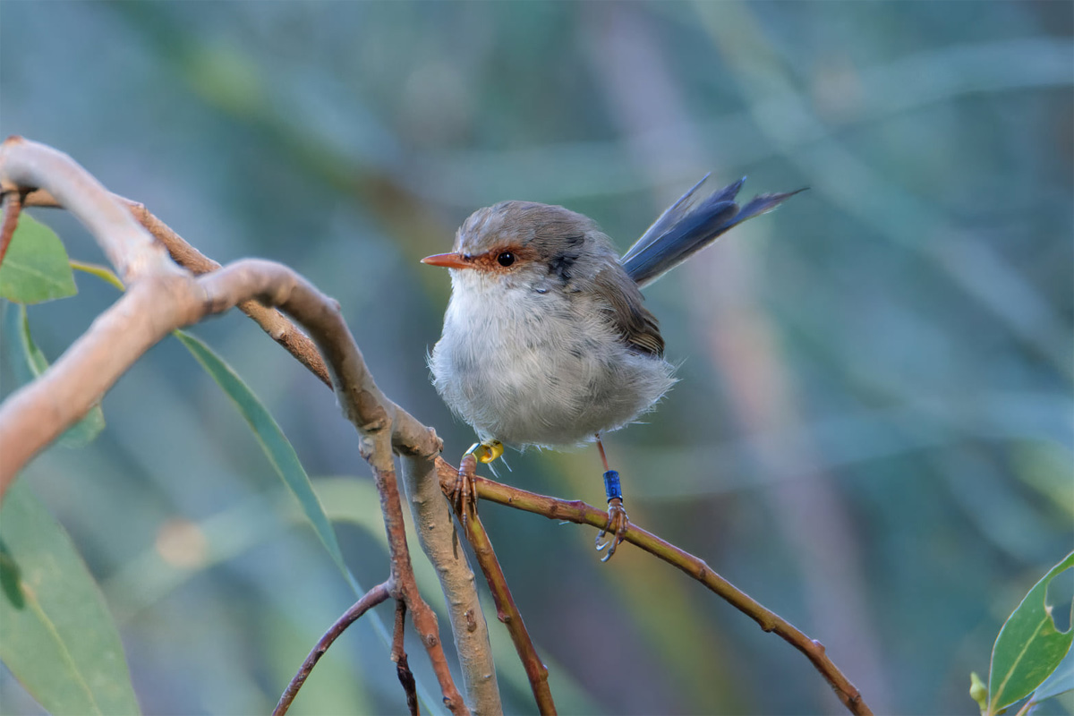 A small brown bird perched on a twig