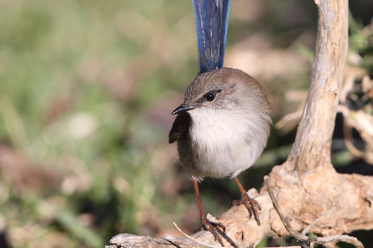 A small bright blue and black featherd bird standing on a branch