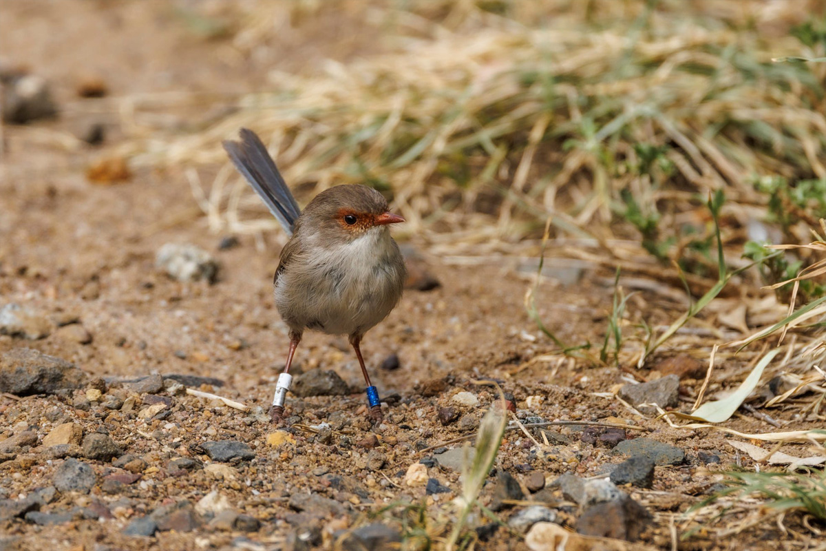 A small brown bird standing on the ground with a plastic band on each leg.