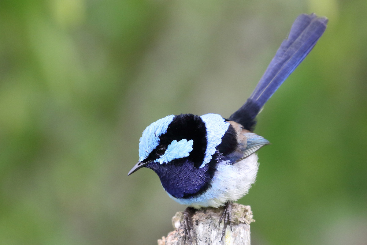 A very small bird with black and bright blue feathers standing on a wooden post