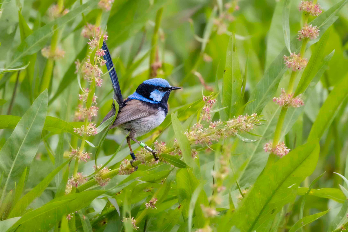 A small bright blue and black featherd bird resting on the leaves of a green shrub