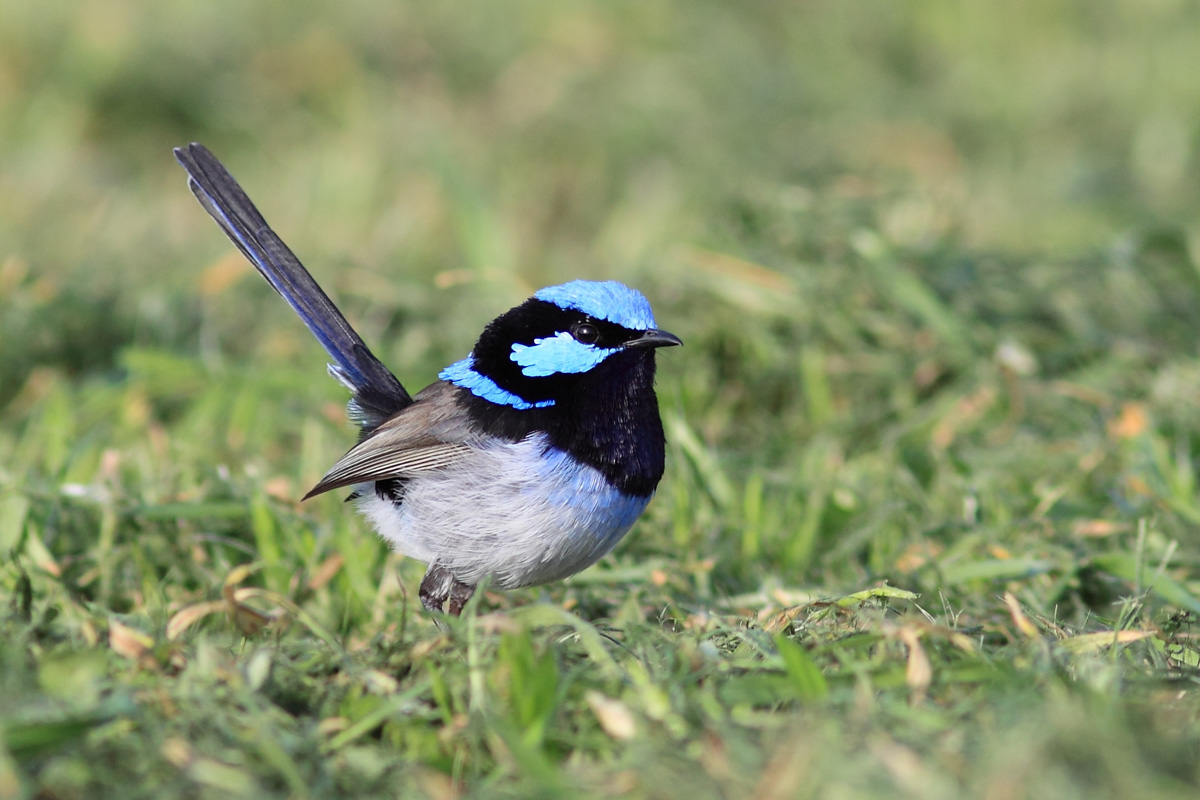 A small bright blue and black featherd bird standing on grass