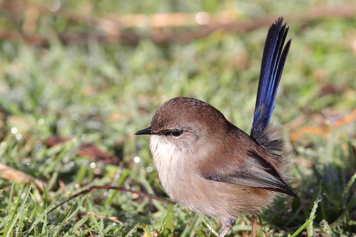 A small bright blue and brown featherd bird standing on grass