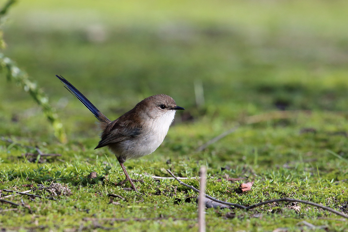 A small bright blue and brown featherd bird standing on grass