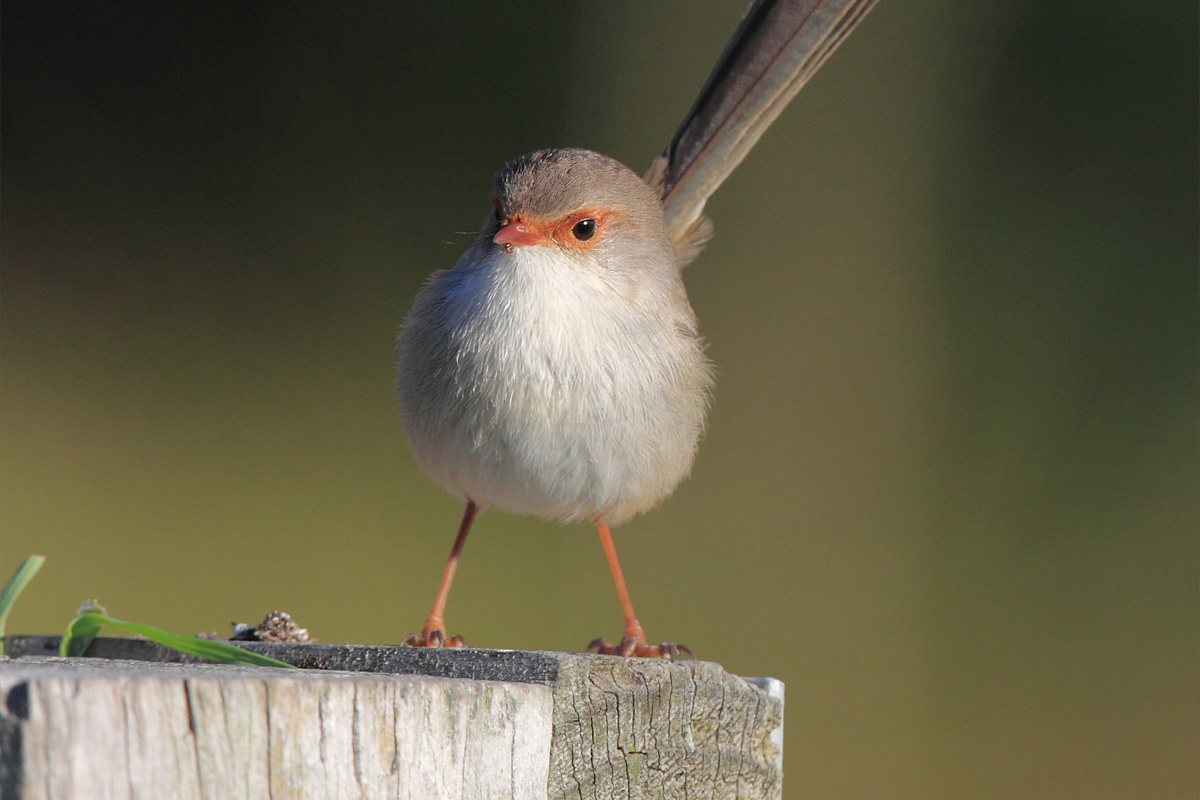 A small brown bird with orange legs and an orange beak standing on a post