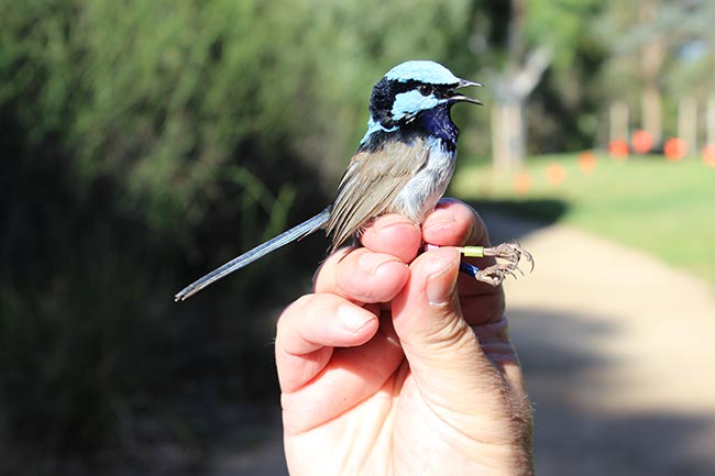 A male superb fairy wren held by a human hand