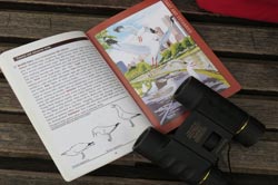 Binoculars and a book with pictures of birds