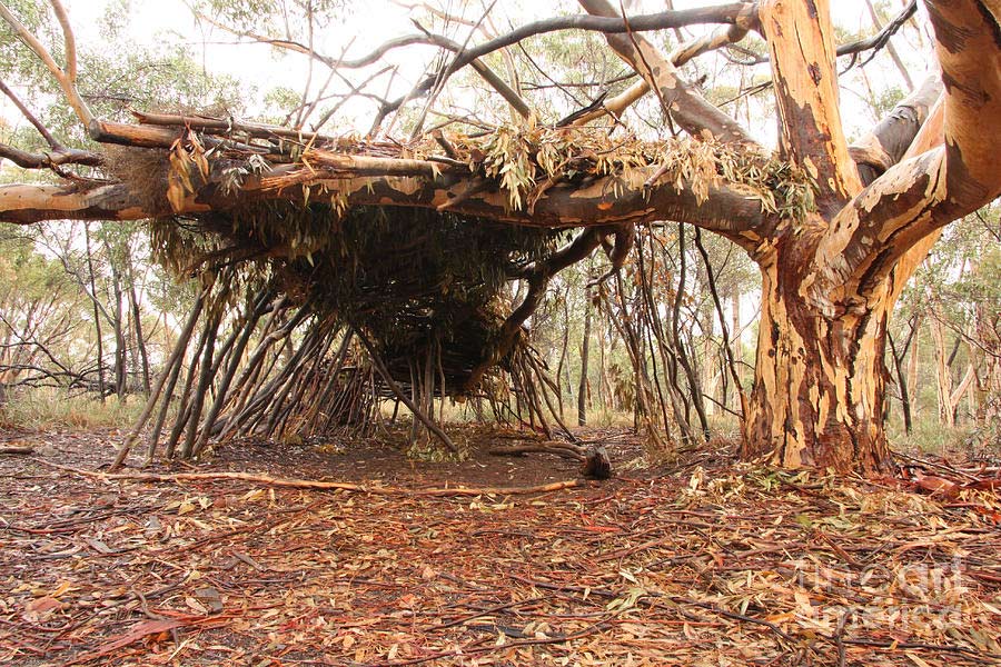 A structure under a tree made from branches and sticks