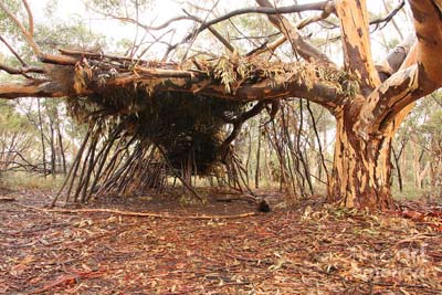 A structure under a tree made from branches and sticks