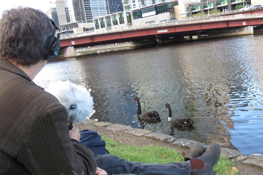 The artist wearing headphones and holding recording equipment,  sitting next to the river. Two black swans are nearby in the water