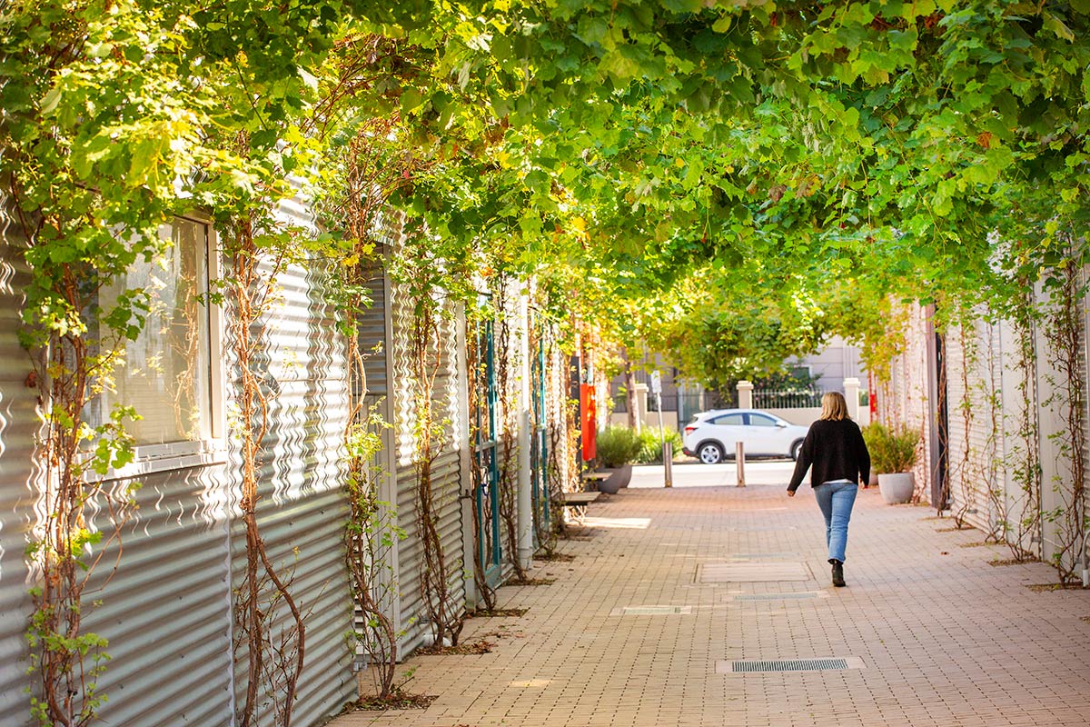 A person walking through the paved laneway, underneath the lush green canopy formed by the established vines.