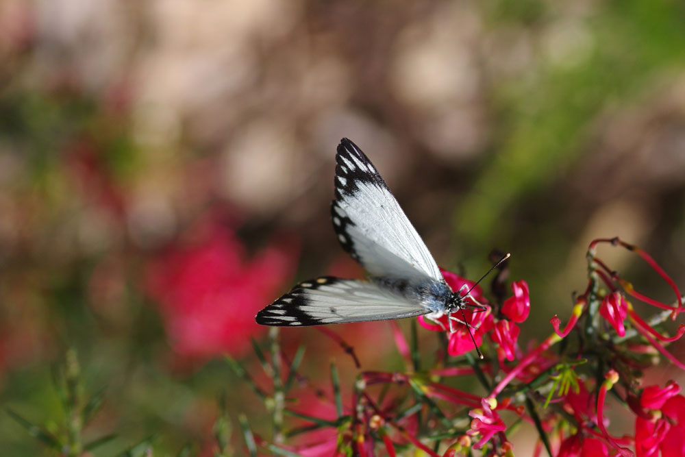 Butterfly with mainly white wings, fringed by a black and white pattern, perched on a flower.