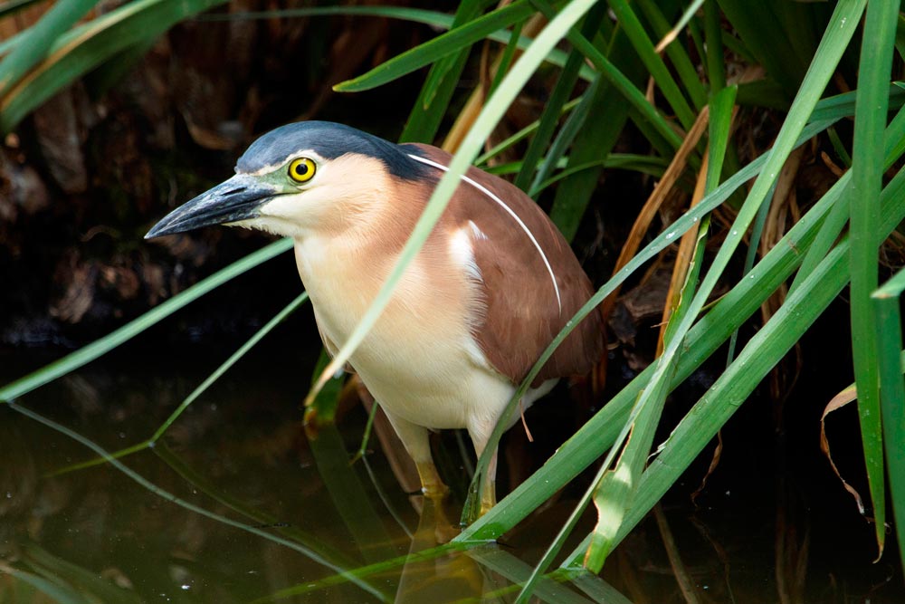 Bird with yellow-rimmed eyes, black beak, black crown, white breast and mid-brown wings, standing in shallow water among plants