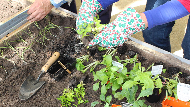 people planting a range of edible plant seedlings in a planter box at a community gardening workshop
